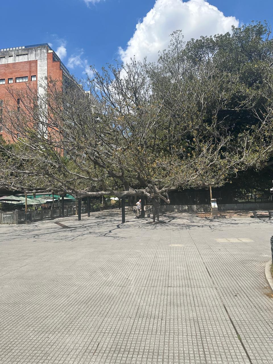 Gomero de la Recoleta