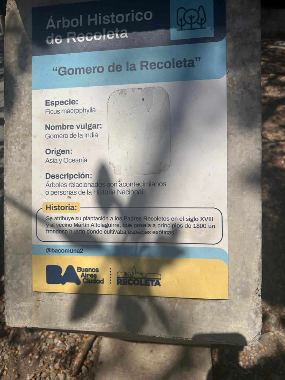 Gomero de la Recoleta
