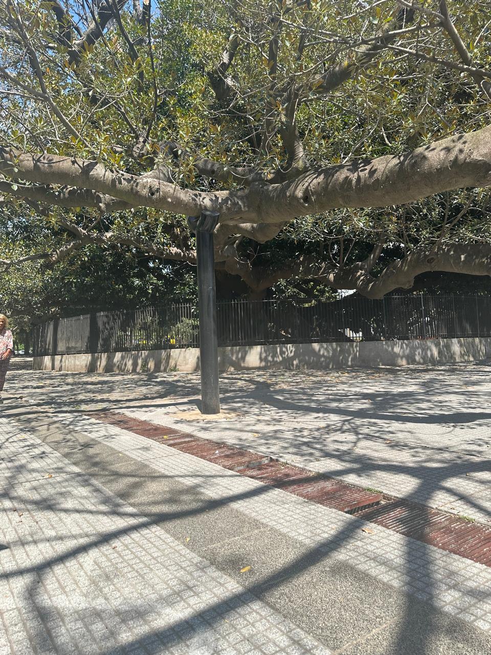 Gomero de la Recoleta