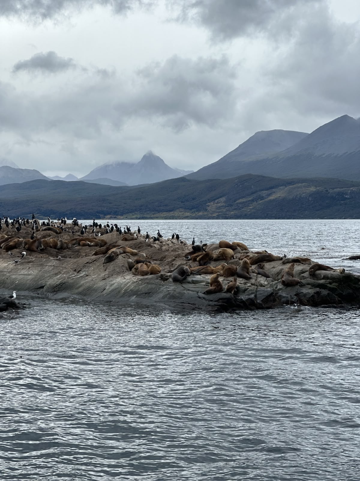 Avistaje de cormoranes