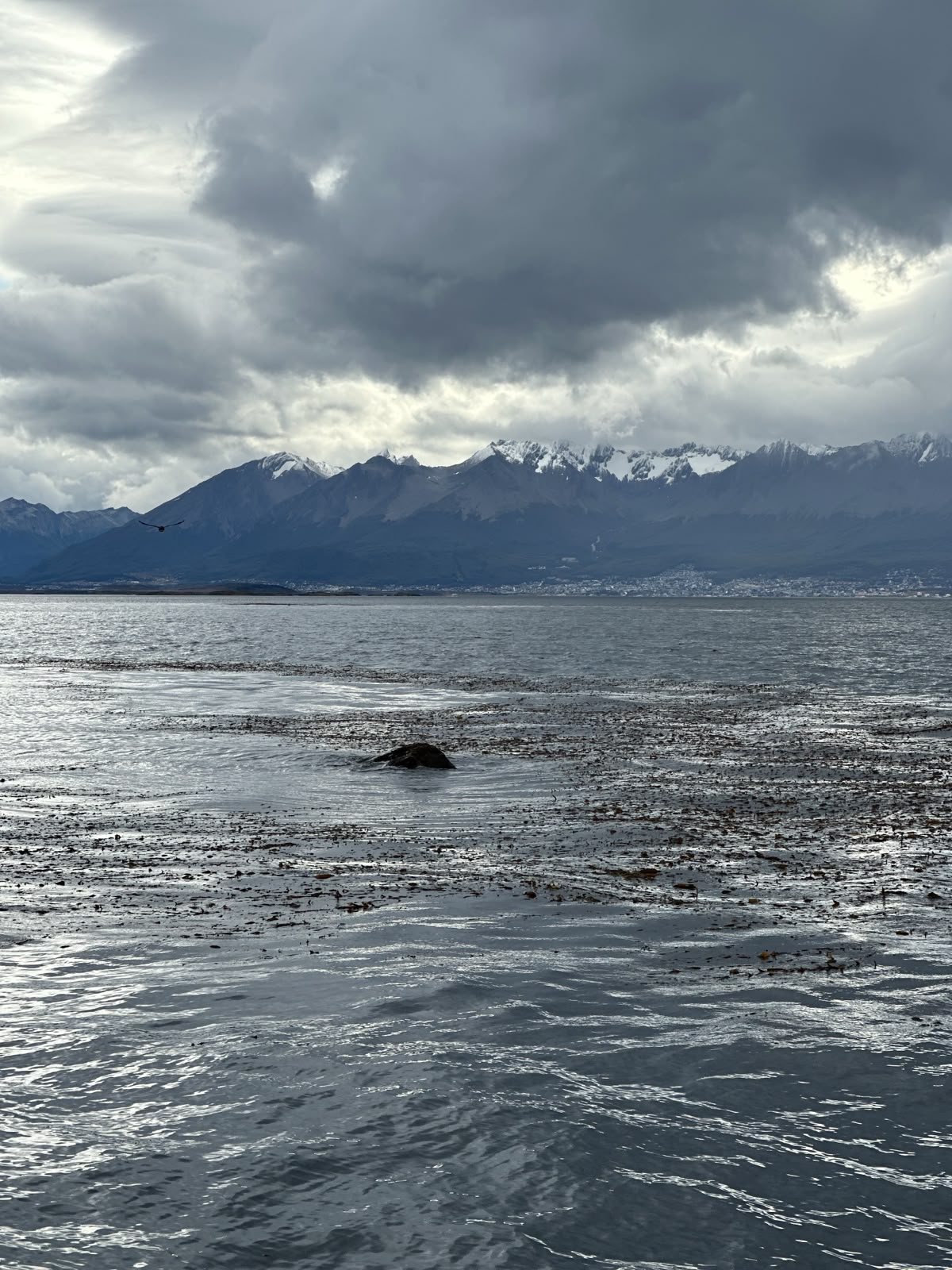 Ballena en el canal