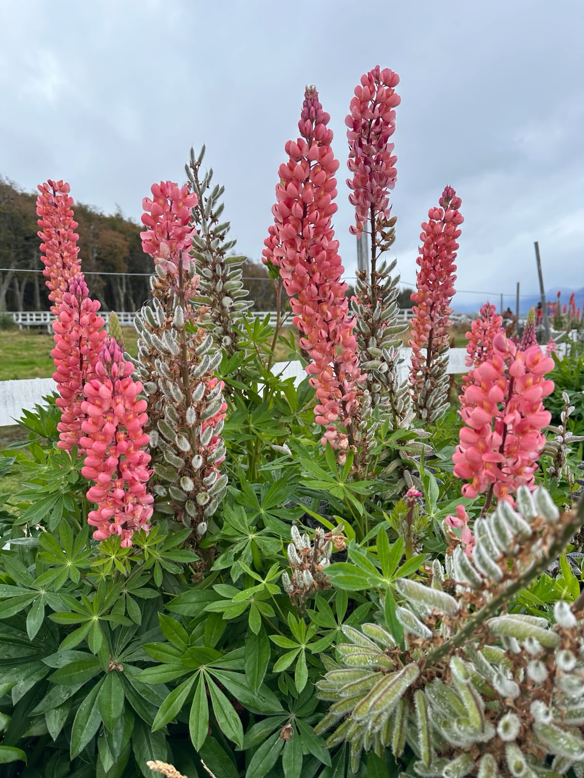 Lago Fagnano flora